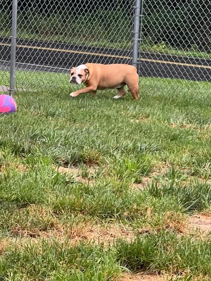 Images Luxemburg Pet Resort