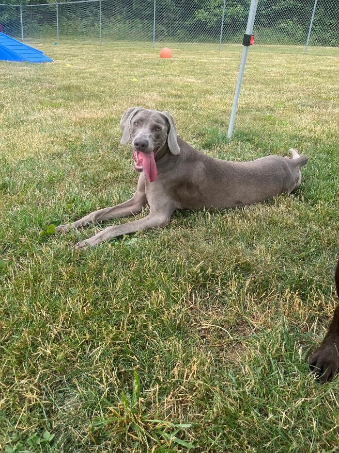 Images Luxemburg Pet Resort