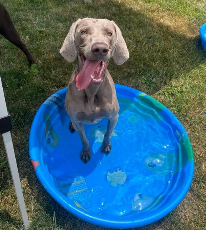 Images Luxemburg Pet Resort