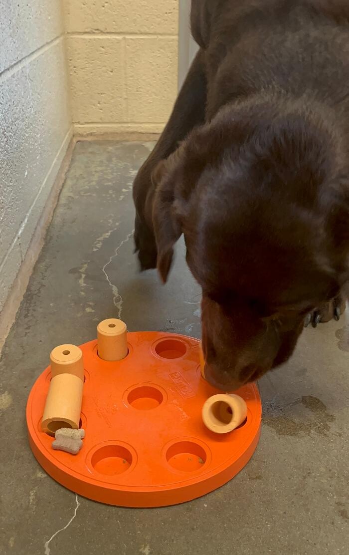 Images Luxemburg Pet Resort