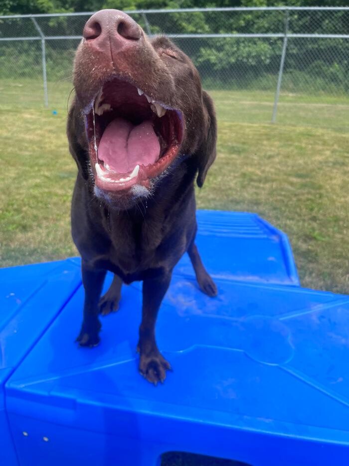 Images Luxemburg Pet Resort