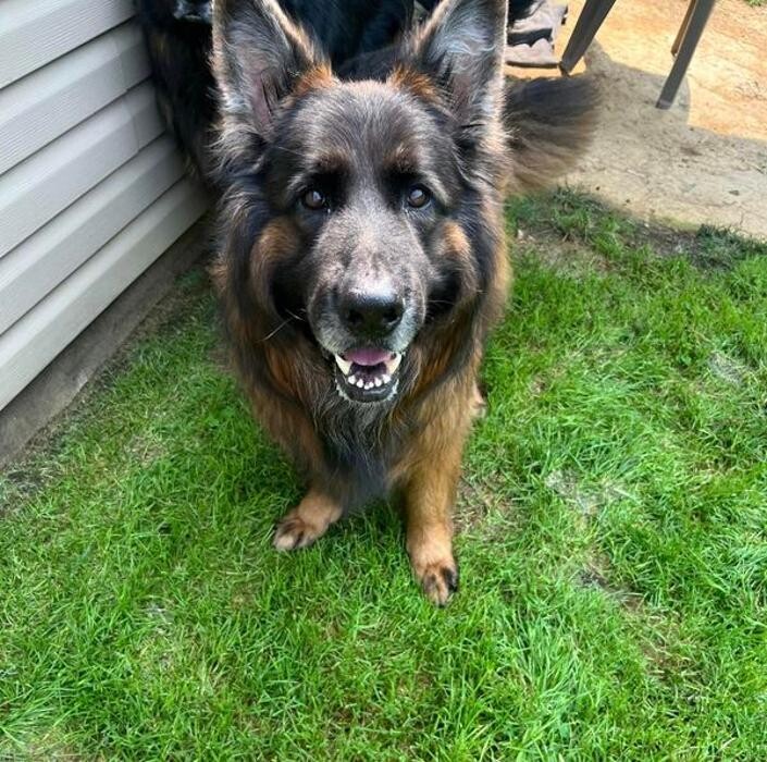 Images Luxemburg Pet Resort