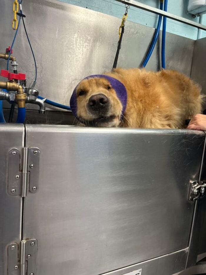 Images Luxemburg Pet Resort