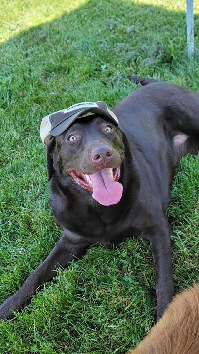 Images Luxemburg Pet Resort