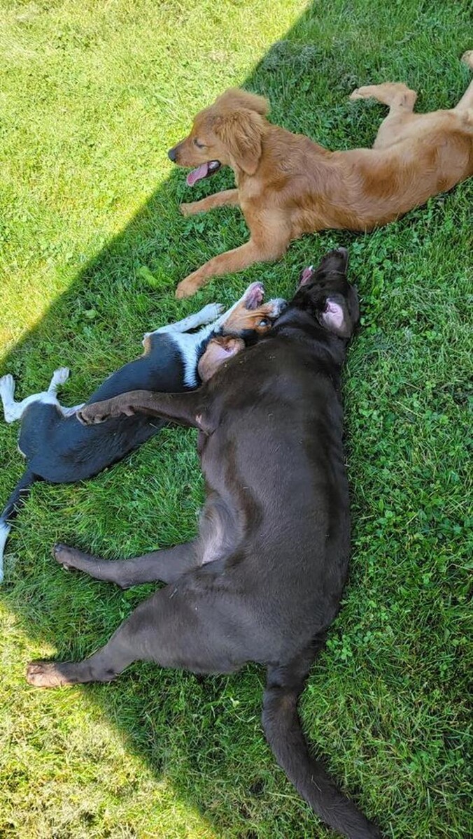 Images Luxemburg Pet Resort