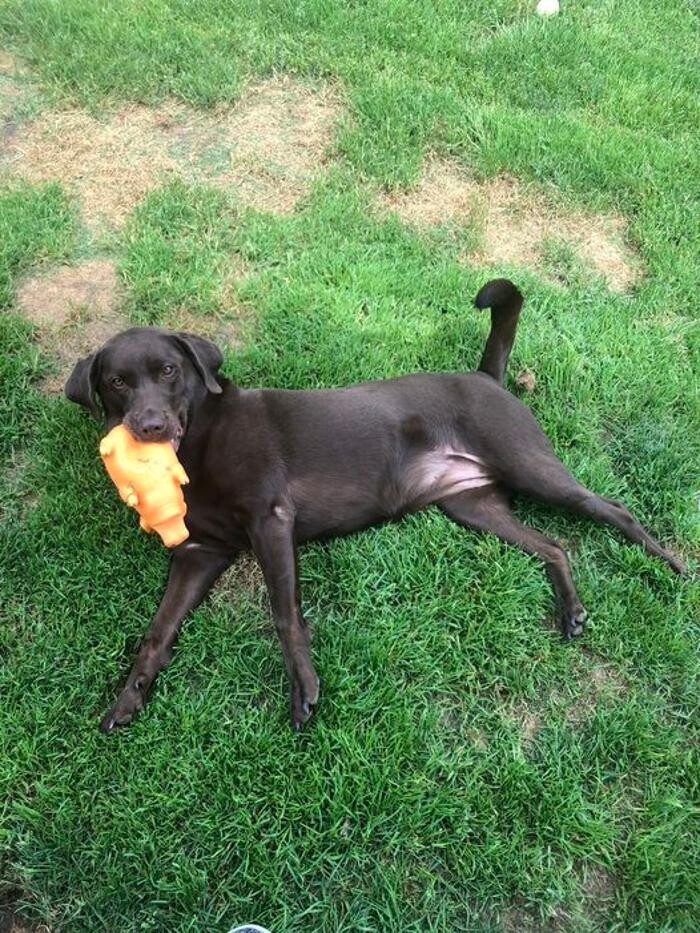 Images Luxemburg Pet Resort