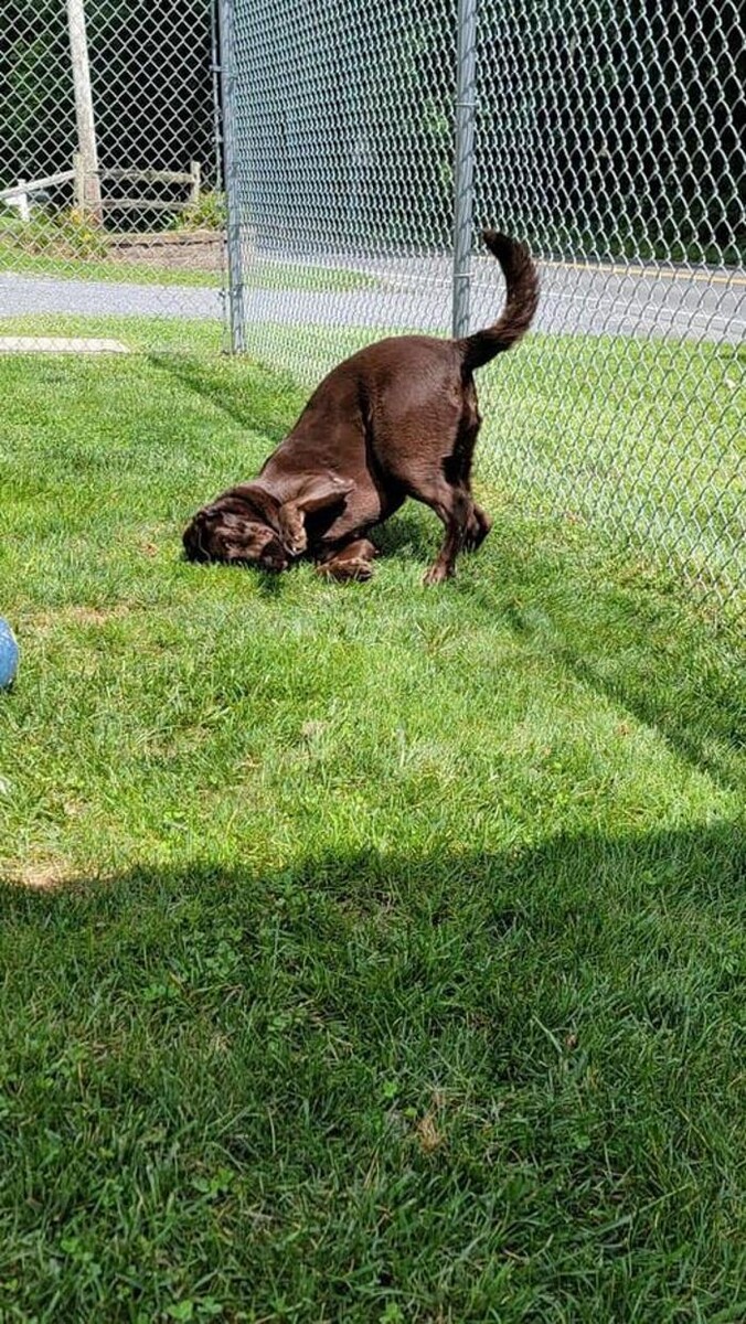 Images Luxemburg Pet Resort