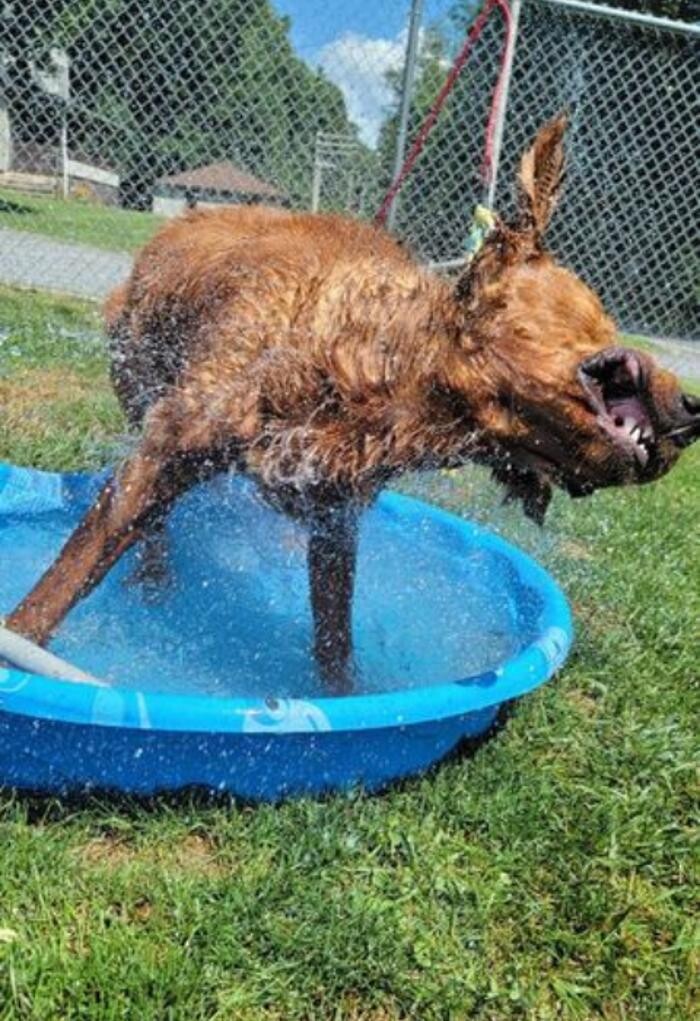 Images Luxemburg Pet Resort