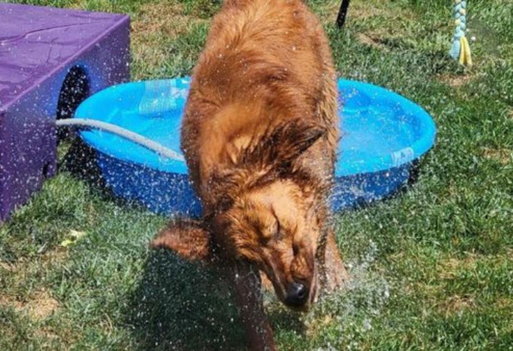 Images Luxemburg Pet Resort