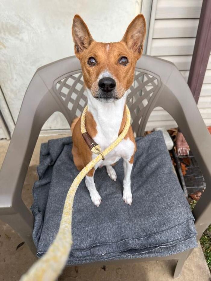 Images Luxemburg Pet Resort