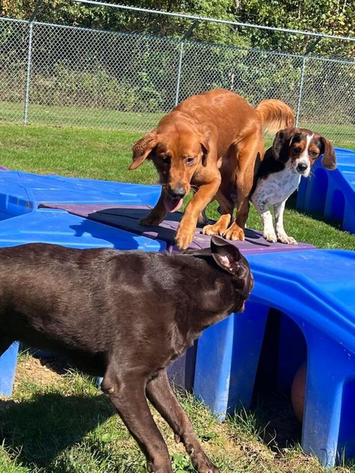 Images Luxemburg Pet Resort