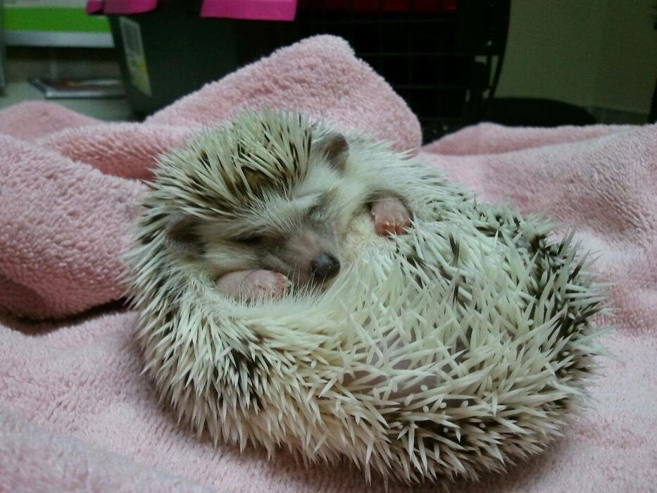 Images Allphin Veterinary Clinic