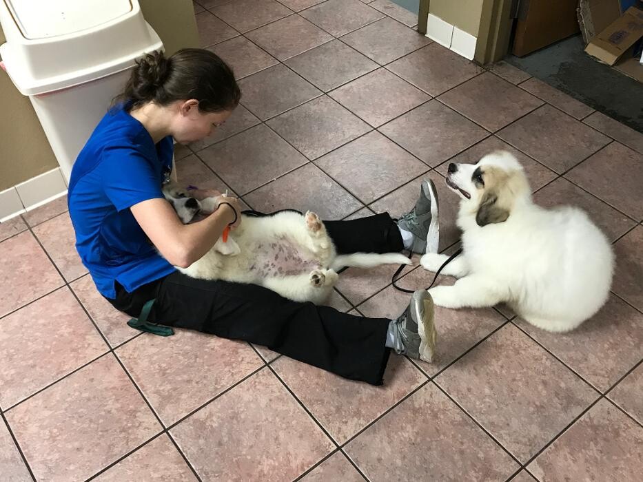 Images Allphin Veterinary Clinic