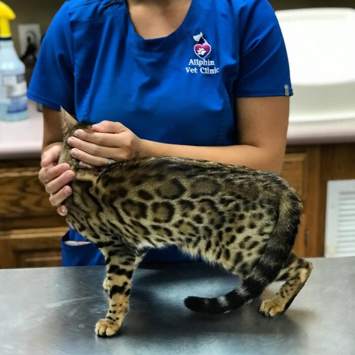 Images Allphin Veterinary Clinic