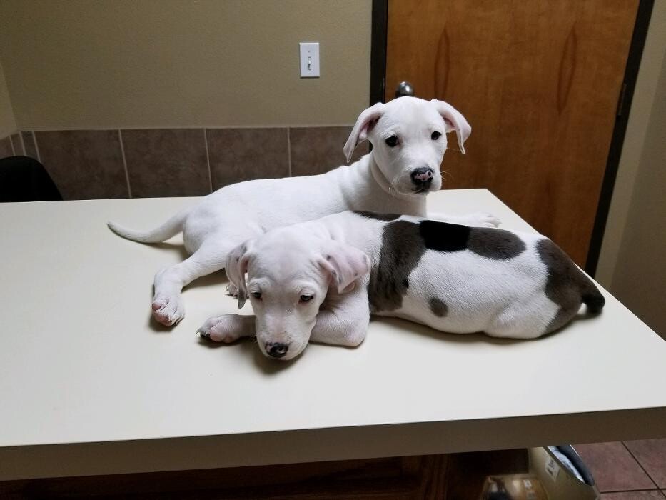 Images Allphin Veterinary Clinic