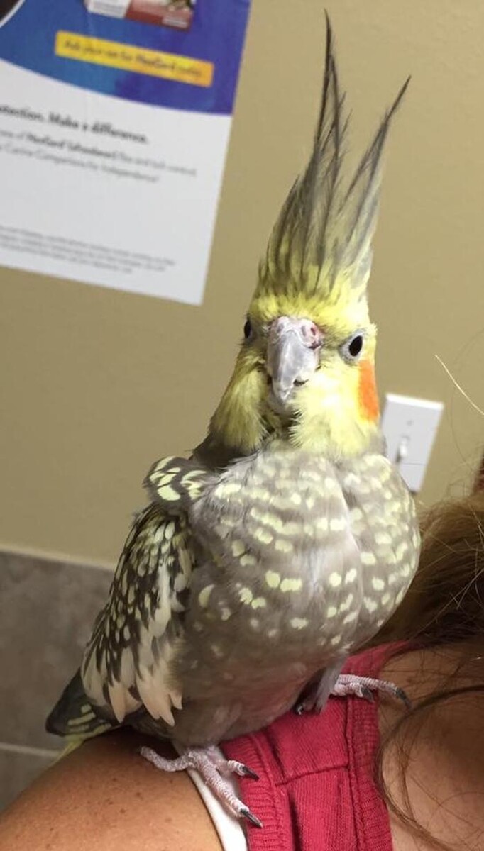 Images Allphin Veterinary Clinic