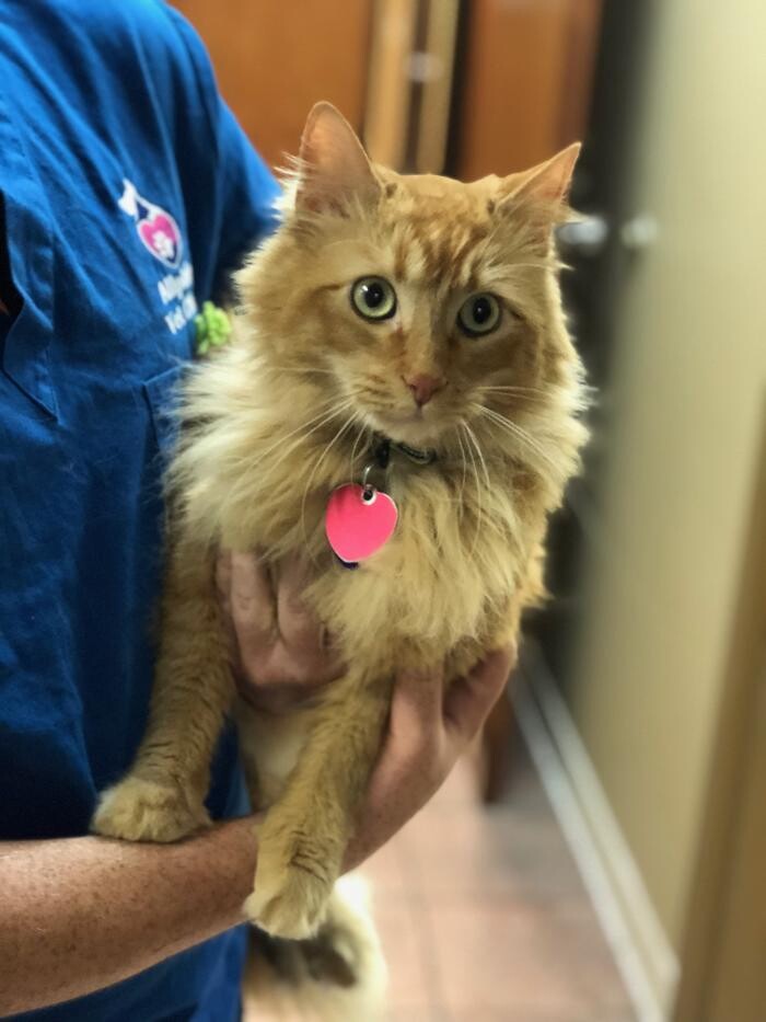 Images Allphin Veterinary Clinic