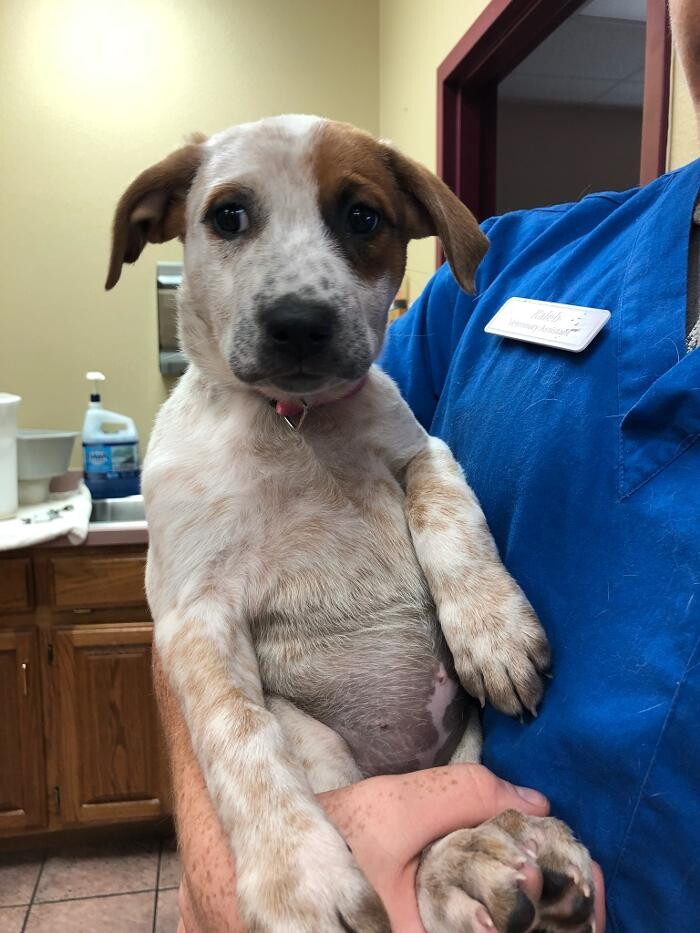 Images Allphin Veterinary Clinic