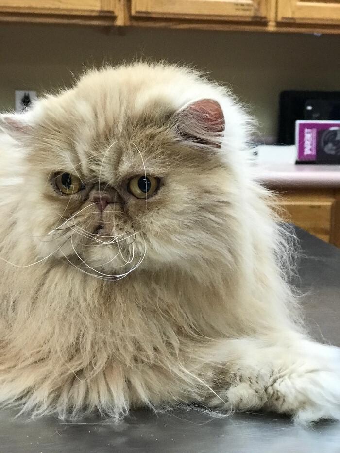 Images Allphin Veterinary Clinic