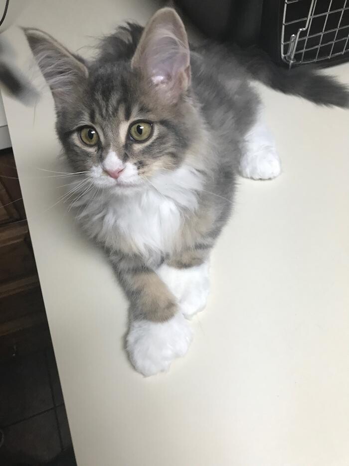 Images Allphin Veterinary Clinic