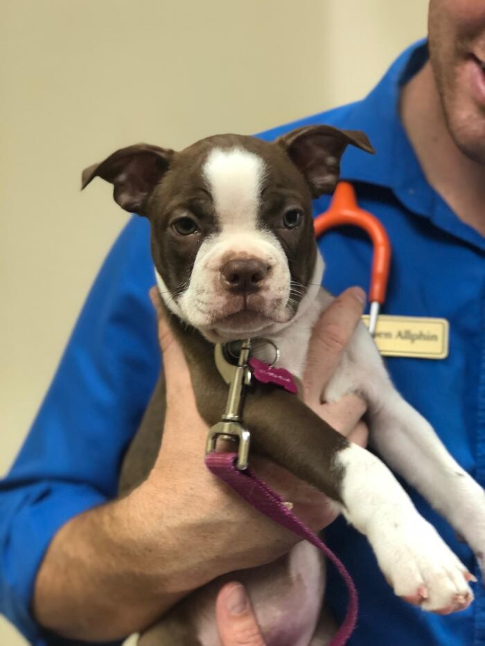 Images Allphin Veterinary Clinic