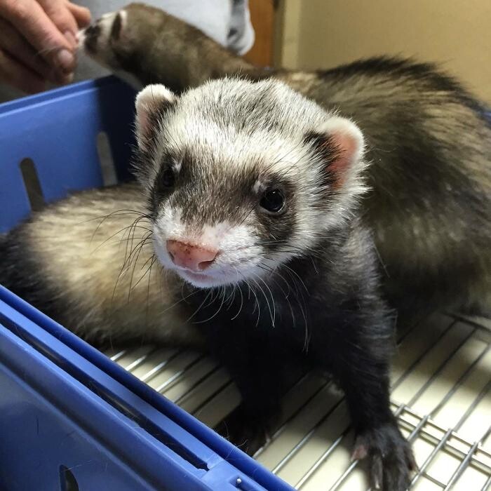 Images Allphin Veterinary Clinic