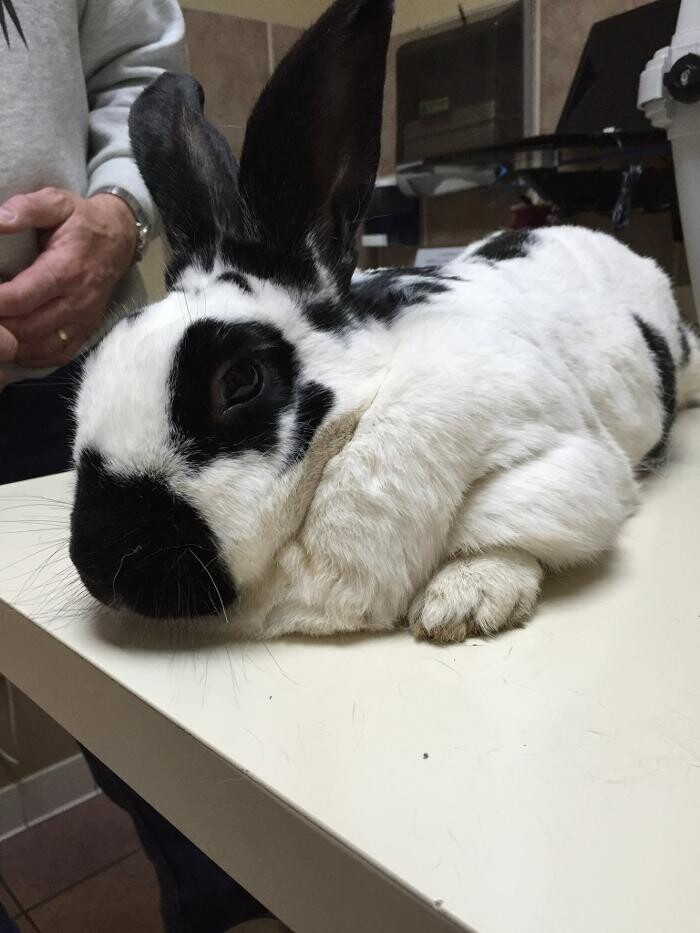 Images Allphin Veterinary Clinic