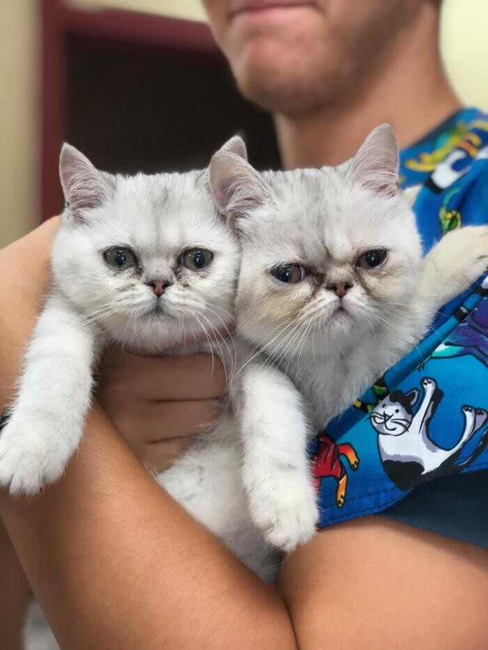 Images Allphin Veterinary Clinic