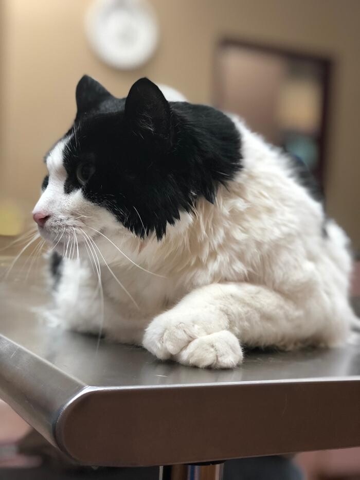 Images Allphin Veterinary Clinic