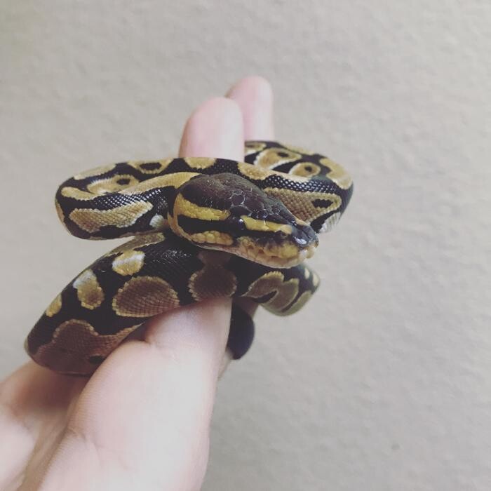 Images Allphin Veterinary Clinic