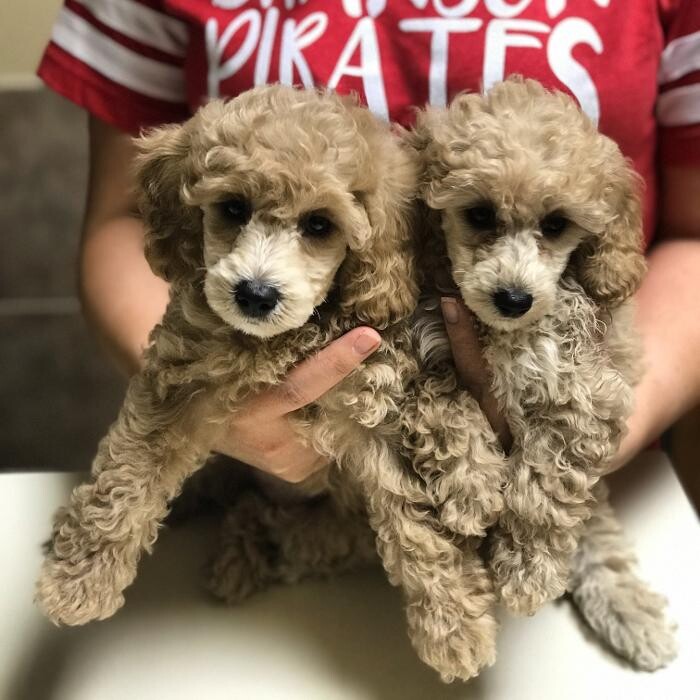 Images Allphin Veterinary Clinic