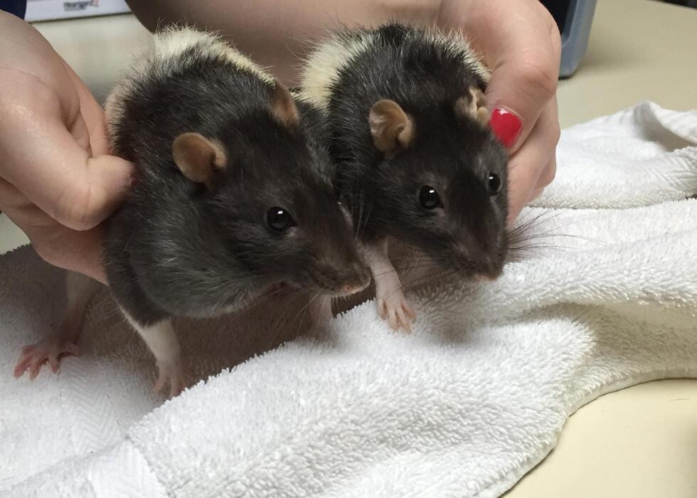 Images Allphin Veterinary Clinic