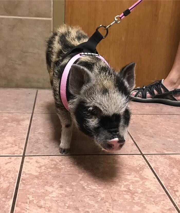 Images Allphin Veterinary Clinic