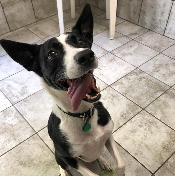 Images Allphin Veterinary Clinic