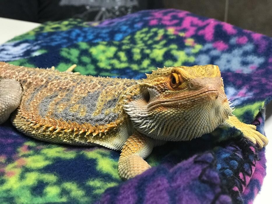 Images Allphin Veterinary Clinic