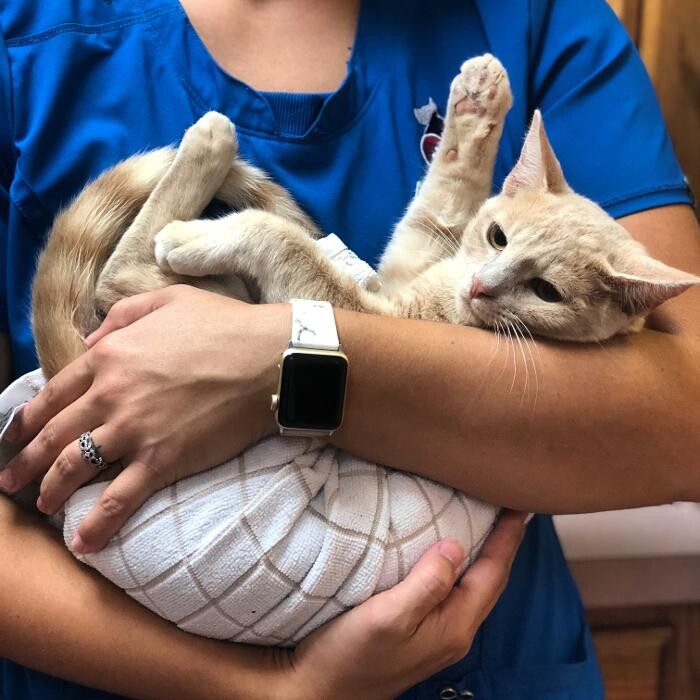 Images Allphin Veterinary Clinic