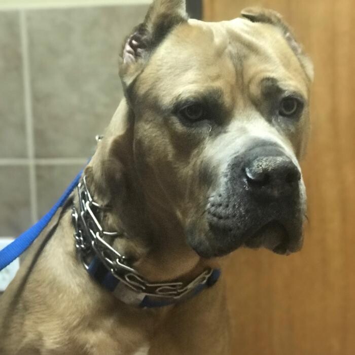 Images Allphin Veterinary Clinic