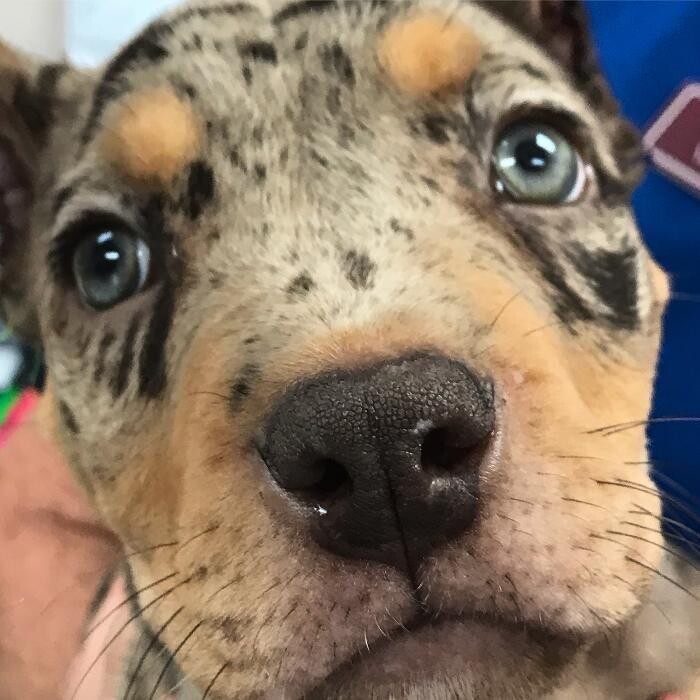 Images Allphin Veterinary Clinic