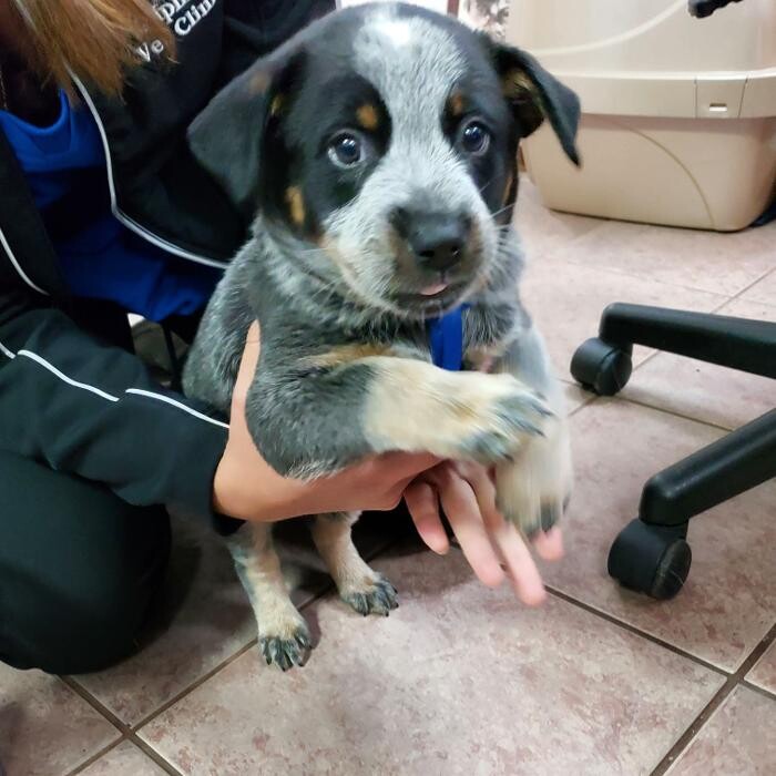 Images Allphin Veterinary Clinic