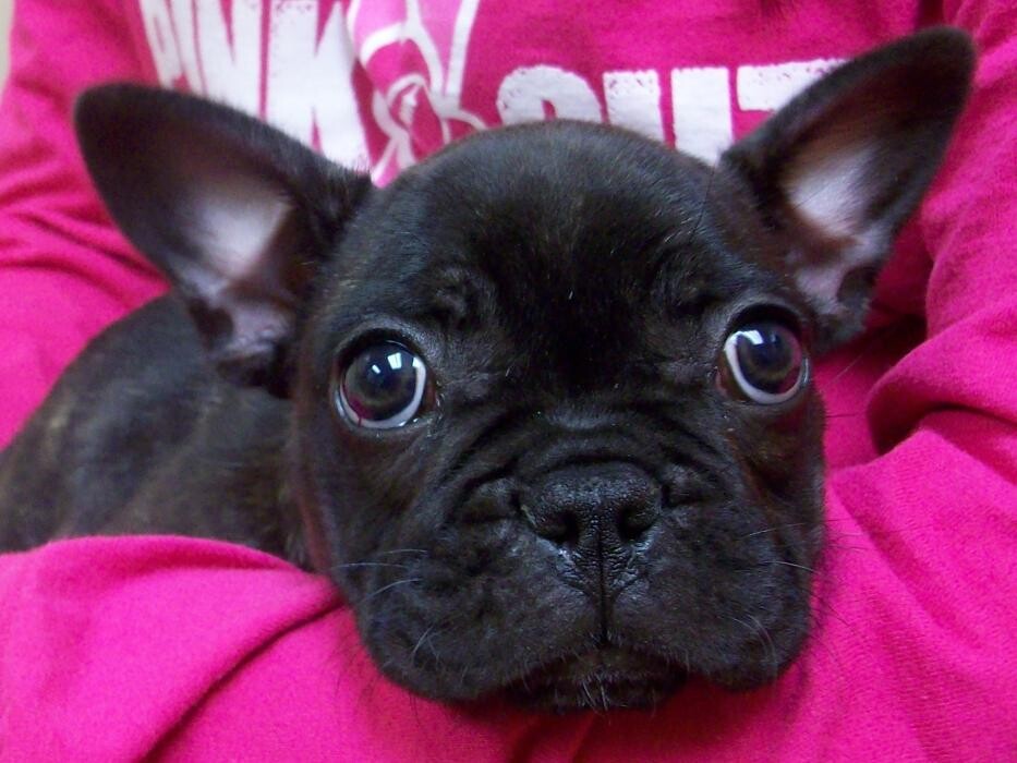 Images Belle Plaine Animal Hospital