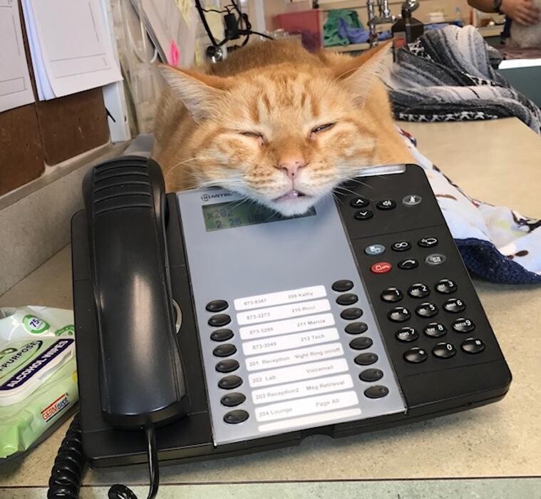 Images Belle Plaine Animal Hospital