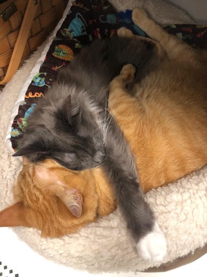 Images Belle Plaine Animal Hospital