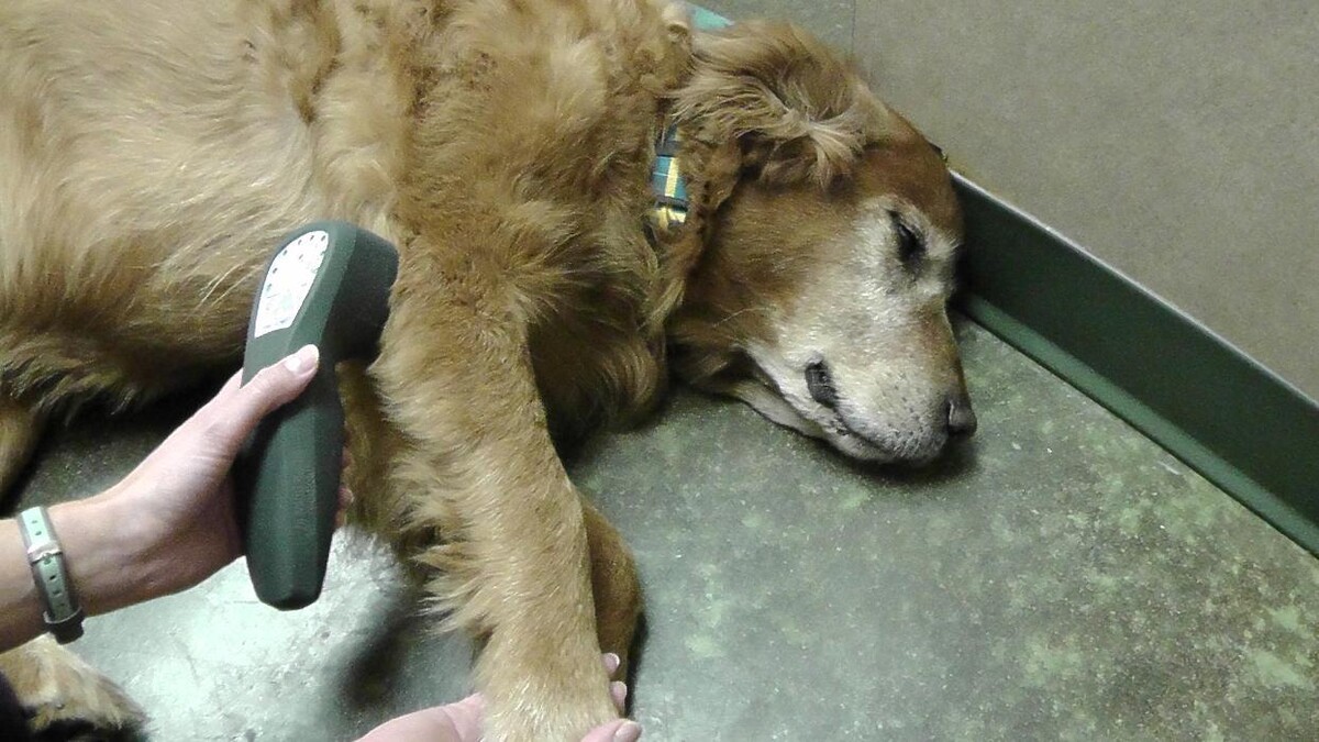 Images Belle Plaine Animal Hospital