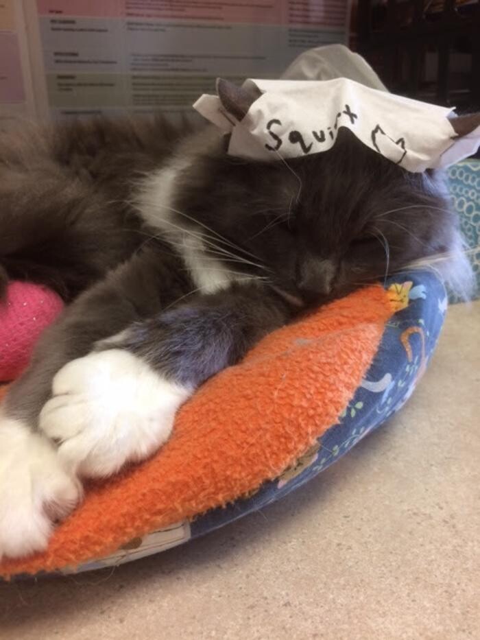 Images Belle Plaine Animal Hospital