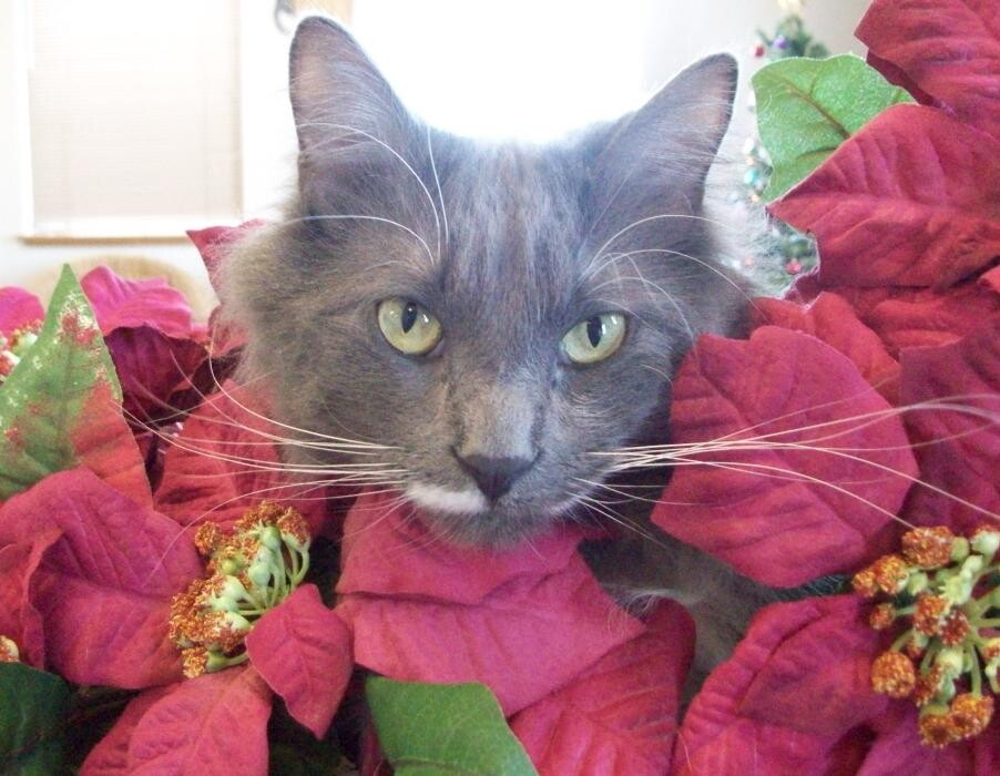 Images Belle Plaine Animal Hospital