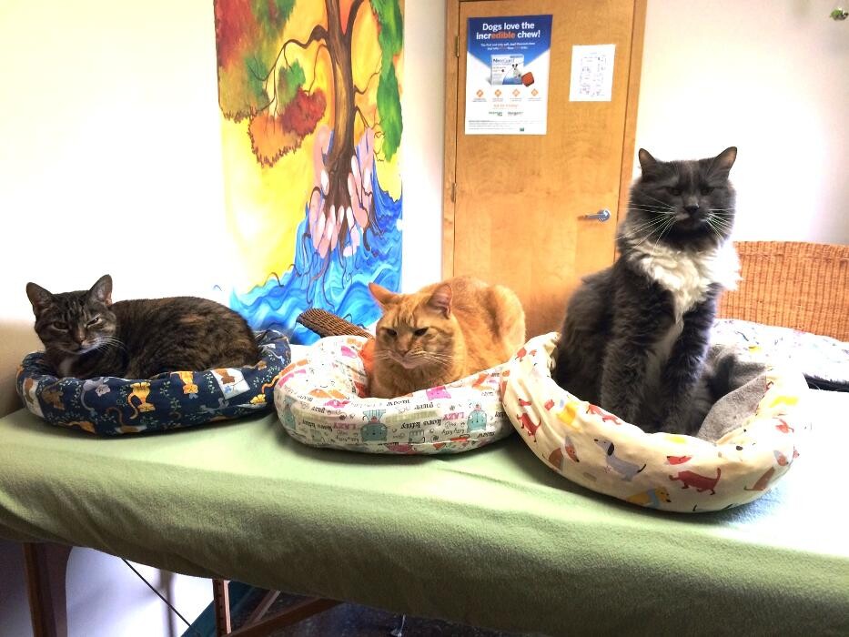 Images Belle Plaine Animal Hospital