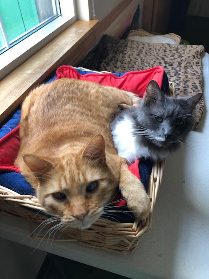 Images Belle Plaine Animal Hospital