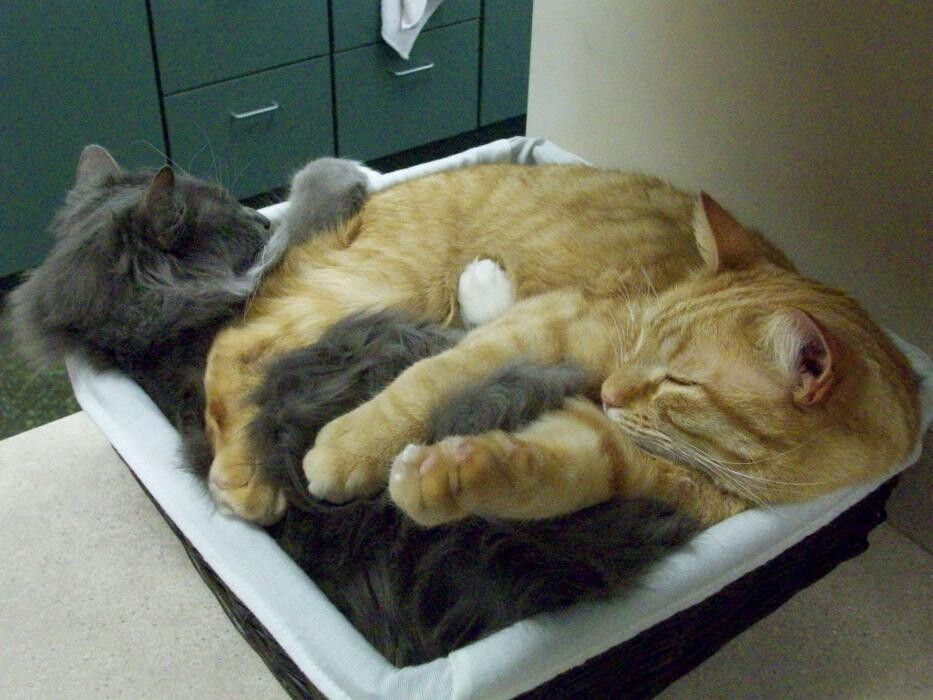 Images Belle Plaine Animal Hospital