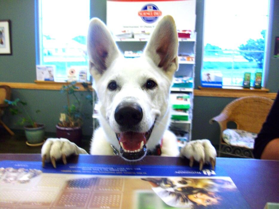 Images Belle Plaine Animal Hospital