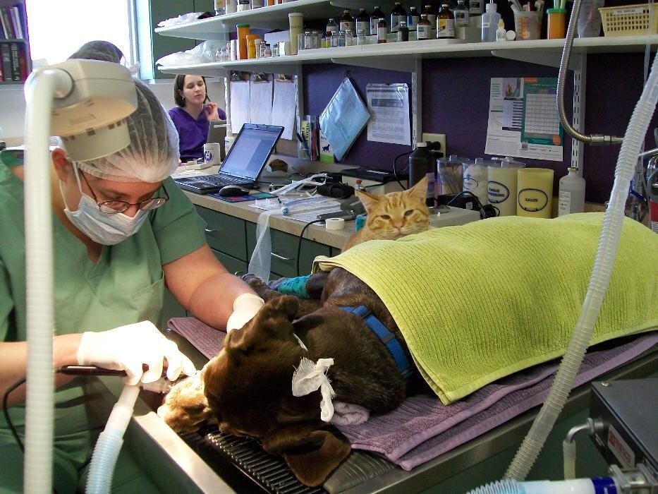 Images Belle Plaine Animal Hospital